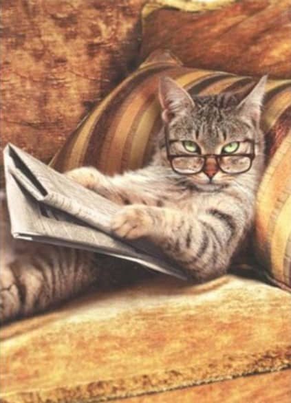 cat reading newspaper for UPSC